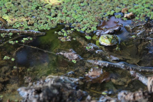 A frog on the edge of a lake near Lahijan in Gilan. The lake was quite dry and it was hot and very humid so there was little evidence of wildlife until this guy popped up.