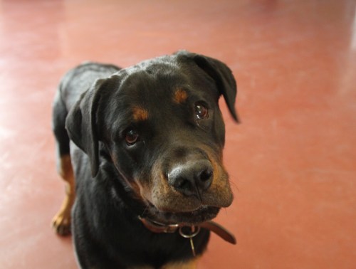 Shaman, my friend's 9 month old rottweiler, who came to my room with this face each morning. They didn't choose her but they've fallen in love with this little girl. In Iran you can have your dog seized for simply walking them in public. They take the dogs to Evin Prison (seriously) and leave them to die. So, with a typically Iranian solution, they have worked out that they can train her to be a rescue dog in an earthquake, and then they can take her for long walks and the government can't take her away.