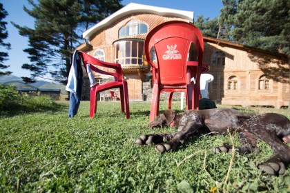 Our hotel and their dog Gabi in the warming afternoon sun