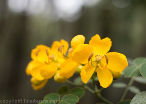 Flowers in Xiamen's Huweishan Park.